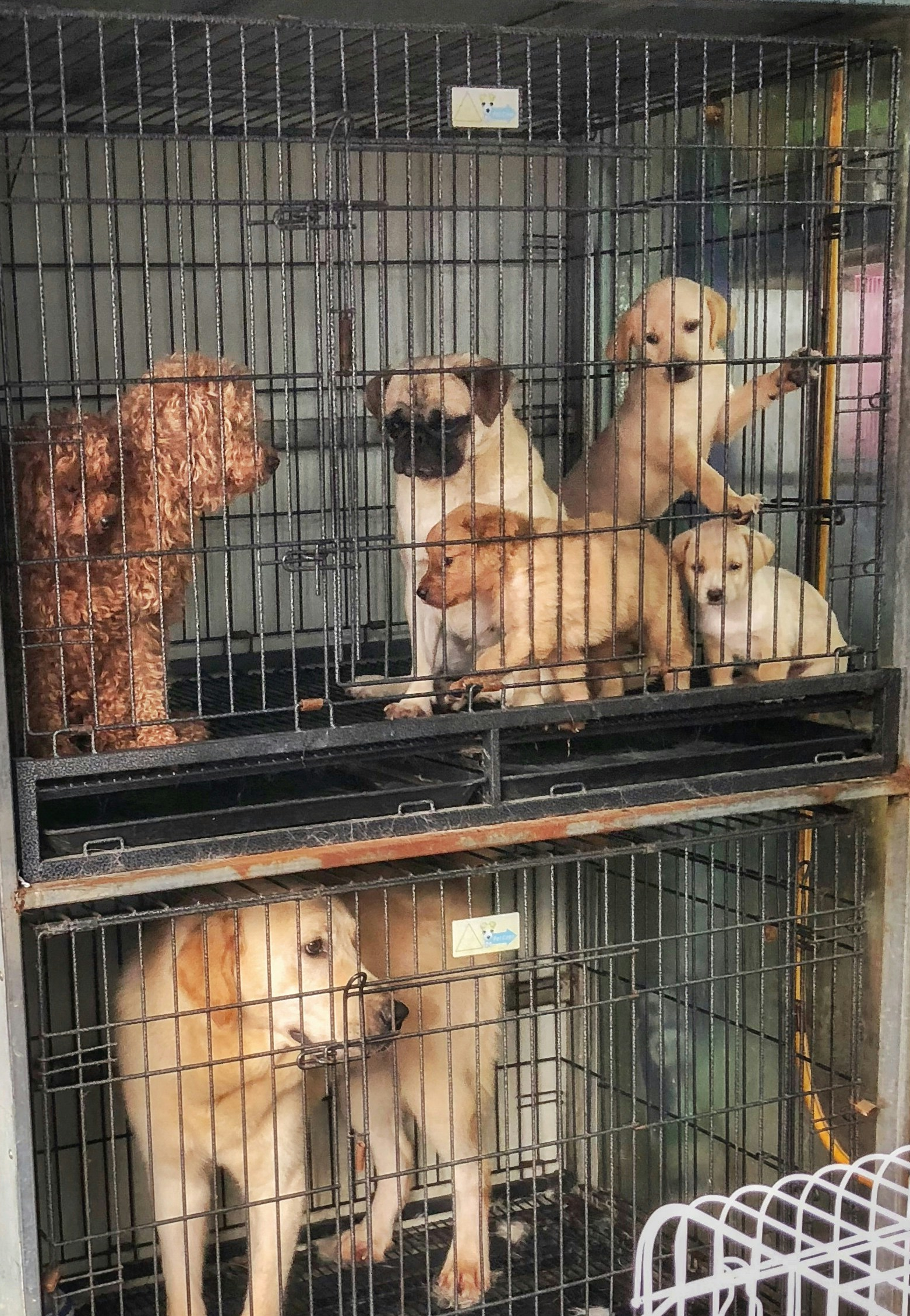 Illegale Tierhaltung